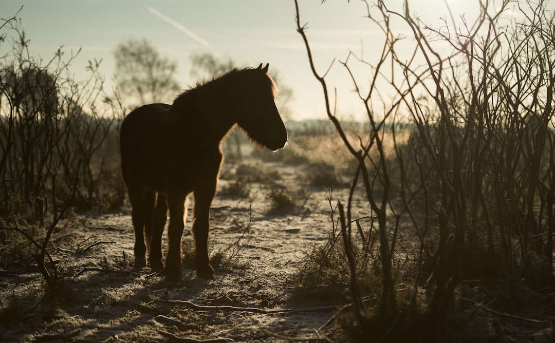 Photo horse hoof